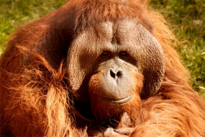 orangutan_male.jpg